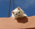 Κεφαλλονιά: Έσωσαν την γάτα που είχε εγκαταλείψει ο ιδιοκτήτης της επί 4 μήνες